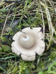 Geastrum triplex