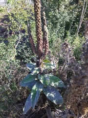 Verbascum densiflorum