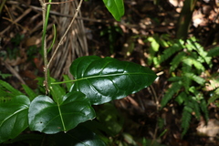 Leichhardtia rostrata