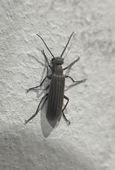 Meloidae