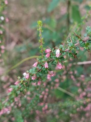 Cryptandra spinescens