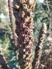 Verbascum densiflorum