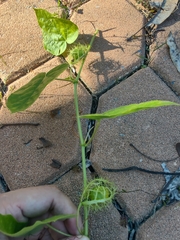 Passiflora foetida