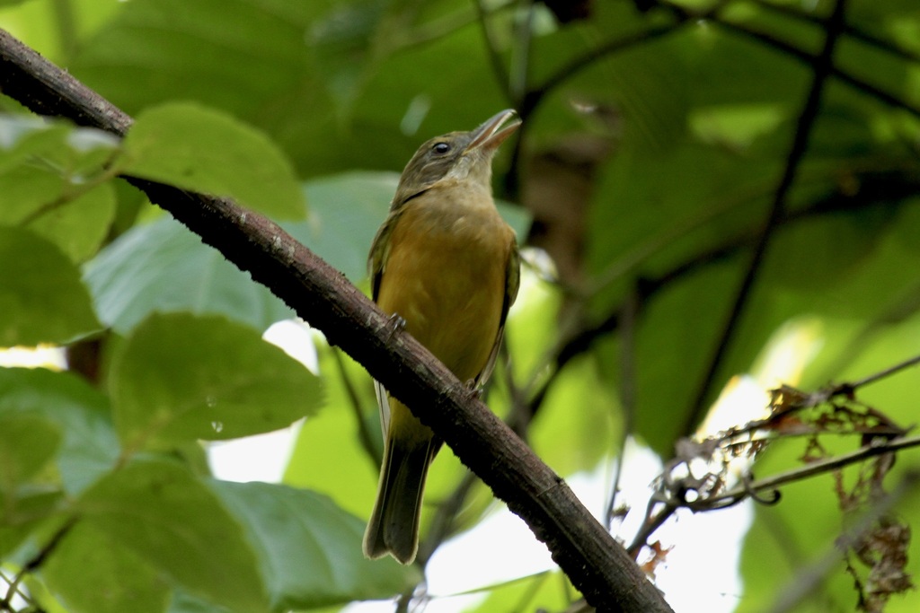 Nendo Whistler photo
