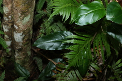 Leichhardtia rostrata