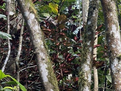 Graptophyllum pictum