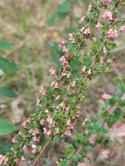 Cryptandra spinescens