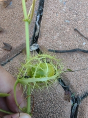 Passiflora foetida