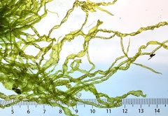 Ulva intestinalis