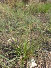 Eleusine tristachya
