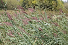 Phragmites