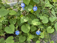 Ipomoea hederacea integriuscula