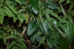 Leichhardtia rostrata