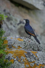 Onychognathus morio morio