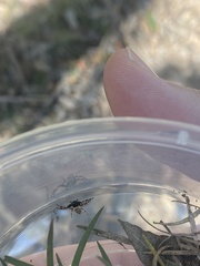 Xysticus bimaculatus