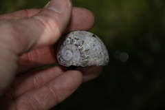 Hedleyella falconeri