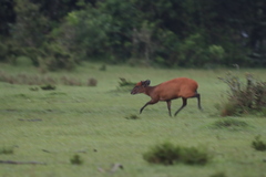 Cephalophorus weynsi