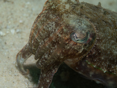 Sepia plangon