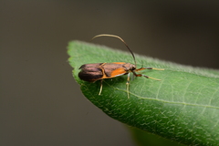 Adelidae