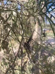 Xysticus bimaculatus