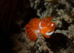 Nudibranchia