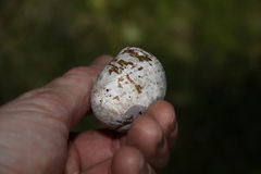 Hedleyella falconeri