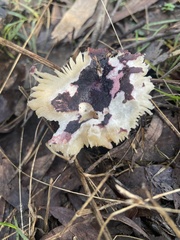 Russula lenkunya