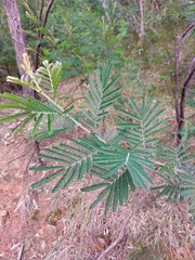 Acacia fulva