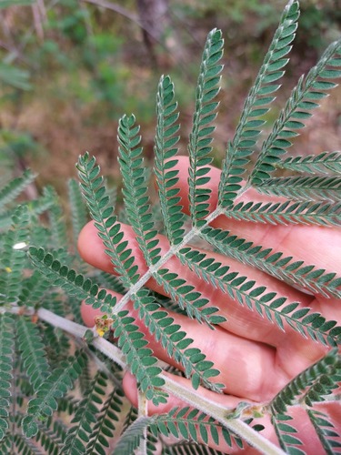 Velvet Wattle (Acacia fulva)