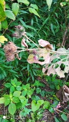 Arctium lappa