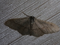 Idaea aversata
