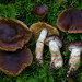 Cortinarius badiovinaceus - Photo (c) Marco Floriani, some rights reserved (CC BY-NC), uploaded by Marco Floriani