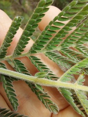 Acacia fulva