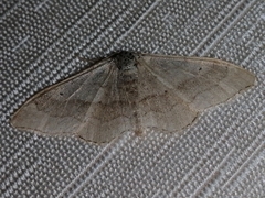 Idaea aversata