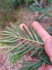 Acacia fulva