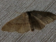 Idaea aversata