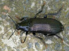 Melandrya caraboides