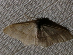 Idaea aversata