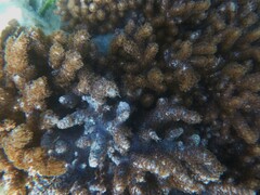 Cladiella