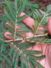 Acacia fulva