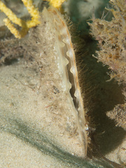 Pinna bicolor