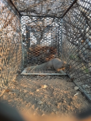 Herpestes pulverulentus