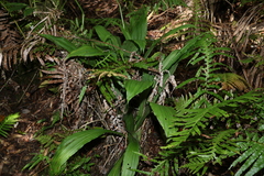 Calanthe triplicata