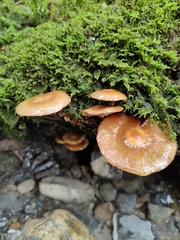 Kuehneromyces