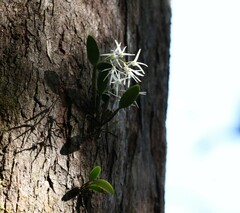 Dendrobium aemulum