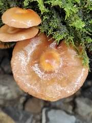 Kuehneromyces
