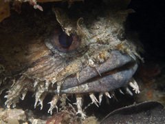 Batrachomoeus dubius