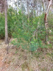 Acacia fulva