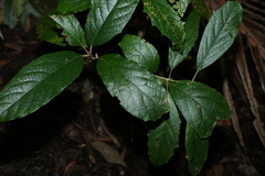 Gmelina leichhardtii