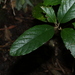 Gmelina leichhardtii - Photo (c) Greg Tasney, μερικά δικαιώματα διατηρούνται (CC BY-SA), uploaded by Greg Tasney